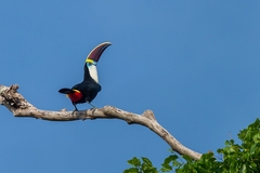 Ramphastos tucanus