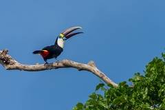 Ramphastos tucanus