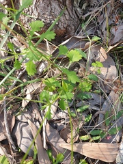 Brachyscome microcarpa