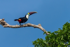 Ramphastos tucanus