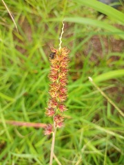 Cenchrus echinatus