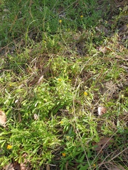 Chrysocephalum apiculatum