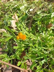 Chrysocephalum apiculatum