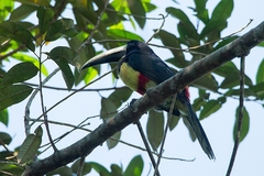 Pteroglossus aracari