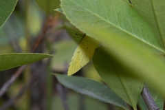 Eurema mandarina