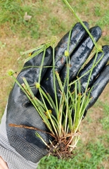 Cyperus brevifolioides