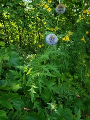 Echinops bannaticus