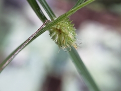 Cyperus brevifolioides