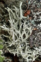 Evernia prunastri