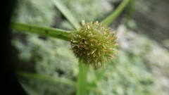 Cyperus brevifolioides