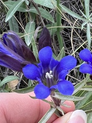 Gentiana affinis