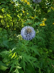 Echinops bannaticus