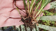 Cyperus brevifolioides