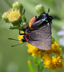 Atlides halesus