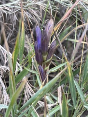 Gentiana affinis