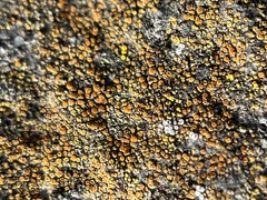 Candelariella aurella