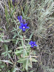 Gentiana affinis