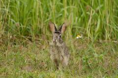 Lepus sinensis formosus