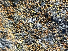 Candelariella aurella