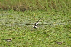 Hydrophasianus chirurgus