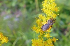 Colletes compactus