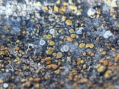 Candelariella aurella