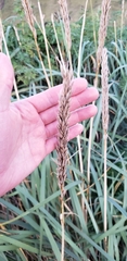Leymus arenarius