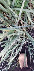 Leymus arenarius