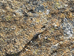 Candelariella aurella