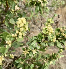 Rhopalomyia californica
