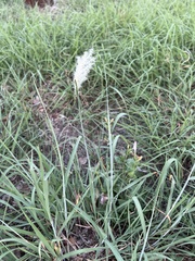 Bothriochloa laguroides