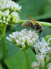 Brachygastra mellifica