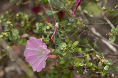 Calystegia purpurata
