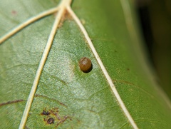 Polystepha globosa
