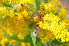 Colletes compactus