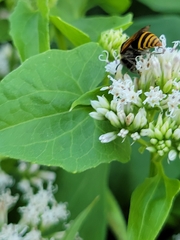 Brachygastra mellifica