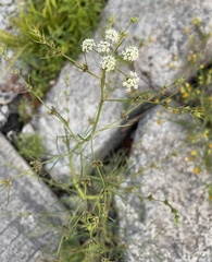 Cicuta bulbifera