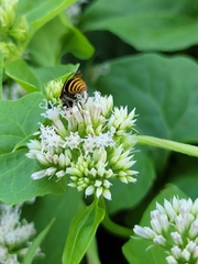 Brachygastra mellifica