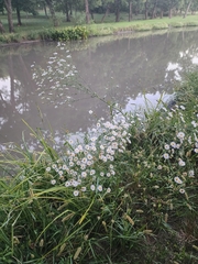 Boltonia asteroides