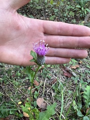 Cirsium muticum
