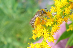 Colletes compactus