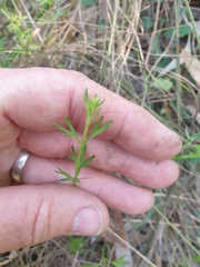 Haloragis heterophylla