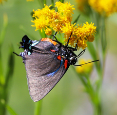 Atlides halesus