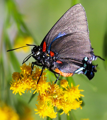 Atlides halesus