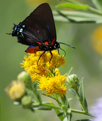 Atlides halesus