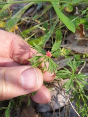 Haloragis heterophylla