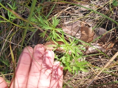 Haloragis heterophylla