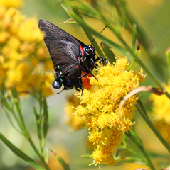 Atlides halesus
