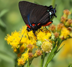 Atlides halesus