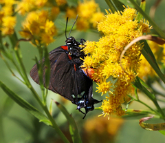 Atlides halesus